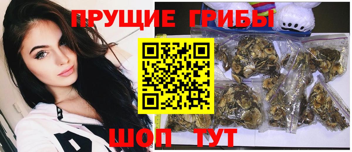 Галлюциногенные грибы Psilocybe Алексин